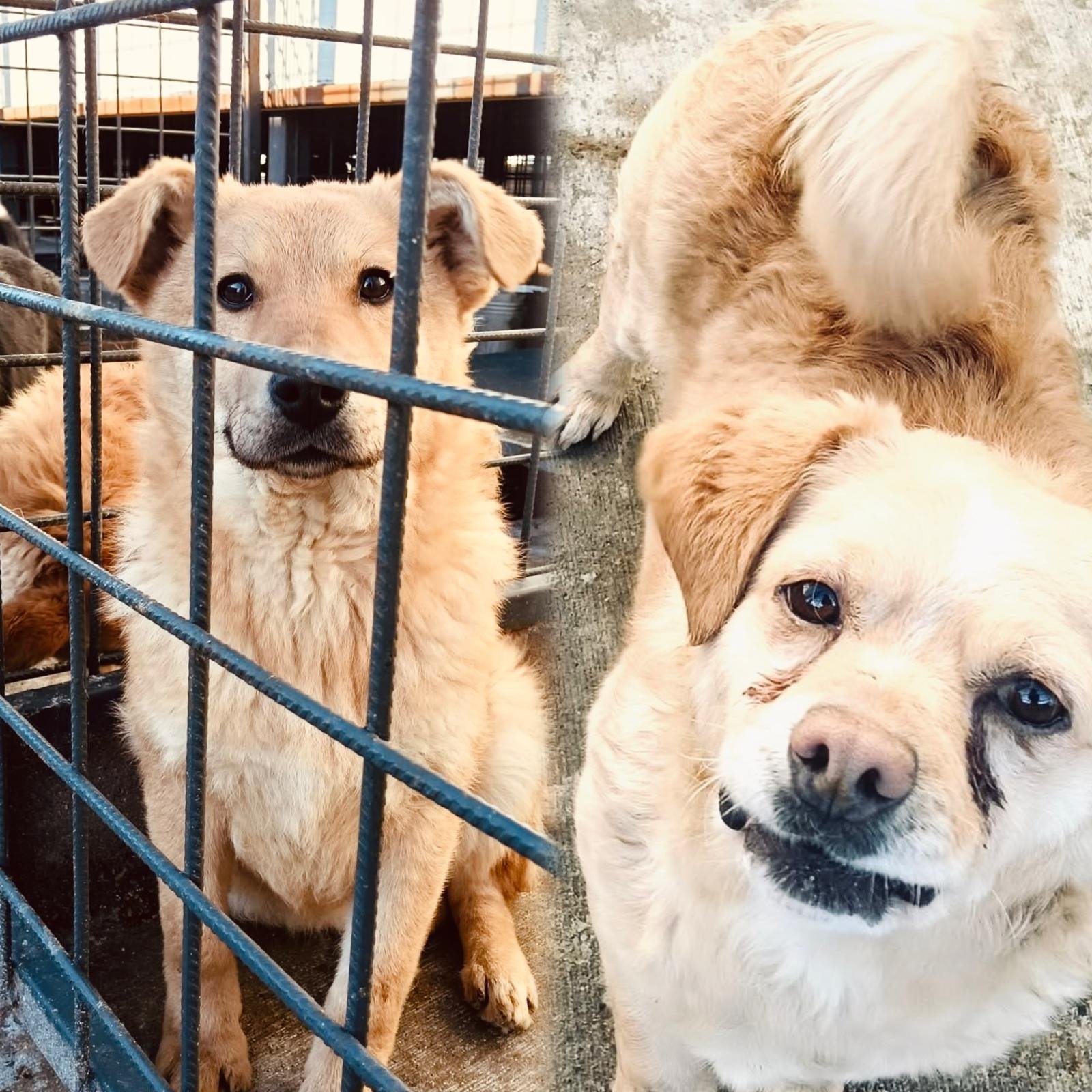 Dăruiește iubire și primește bucurie! Gicu și Honey te așteaptă la adăpostul din Severin!