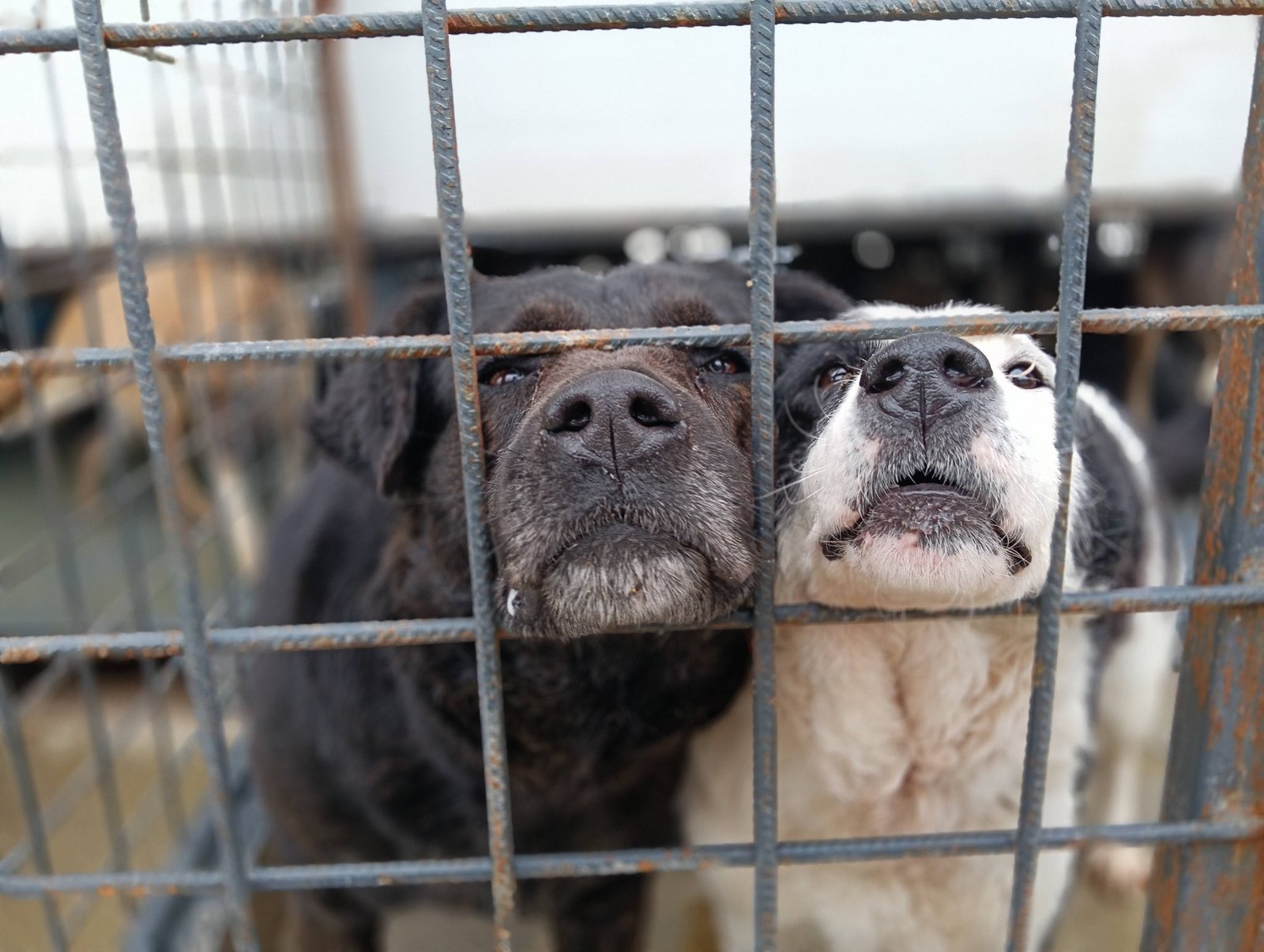 Mesaje de suflet pentru cei peste 400 de câini din adăpostul din Severin: un apel la adopție.