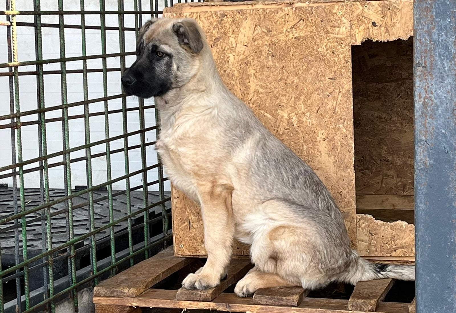 Adoptă-l pe Fizz, un cățel cu suflet mare!